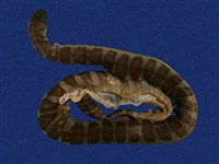 藏品(闊帶青斑海蛇)的圖片